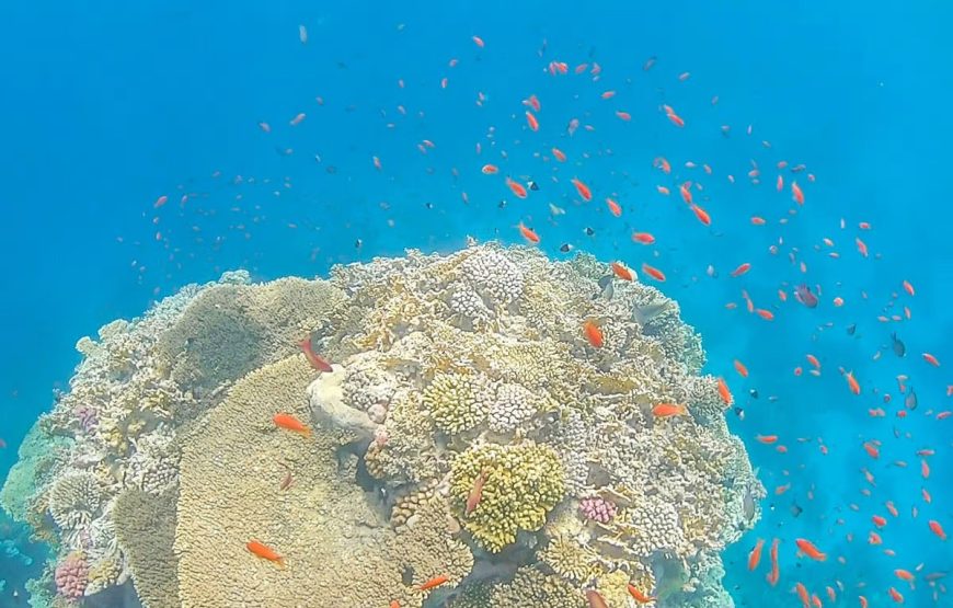 Excursion to the Egyptian Maldives in Sharm el Sheikh
