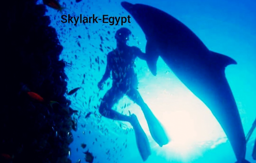 Dolphin House in Hurghada (Dolphin Cove)