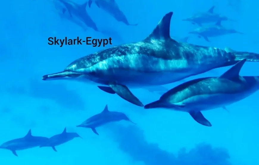 Dolphin House in Hurghada (Dolphin Cove)