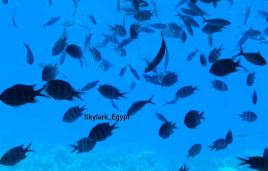 Bathyscaphe in Hurghada